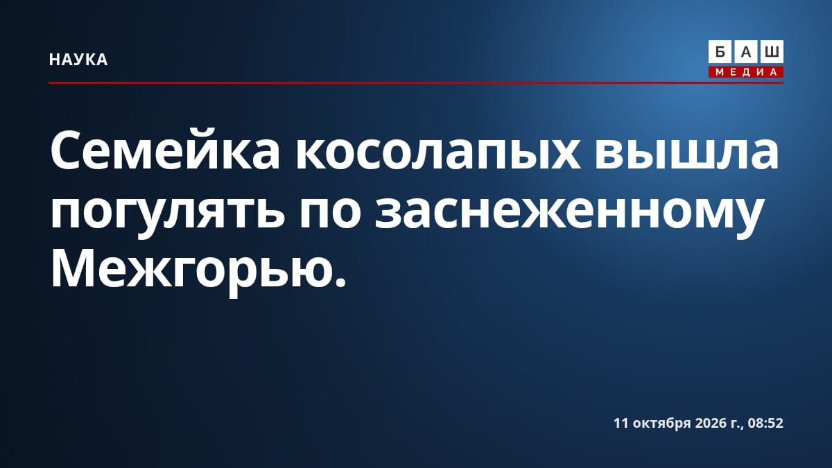 Семейка косолапых вышла погулять по заснеженному Межгорью.