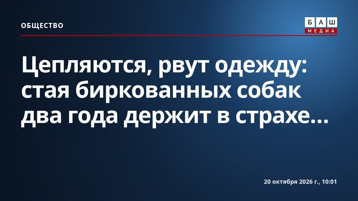 Цепляются, рвут одежду : стая биркованных собак два года держит в страхе...