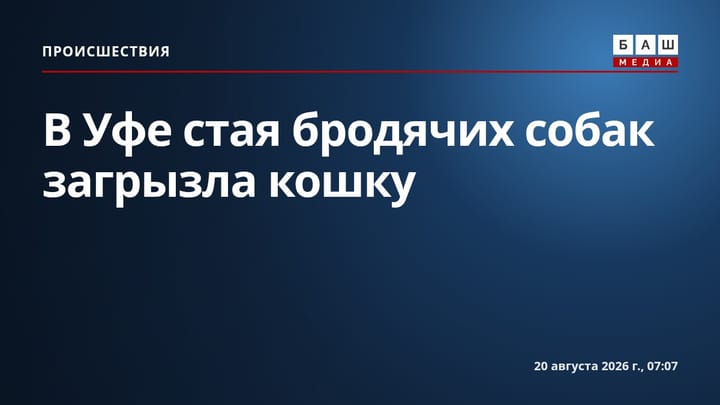 В Уфе стая бродячих собак загрызла кошку