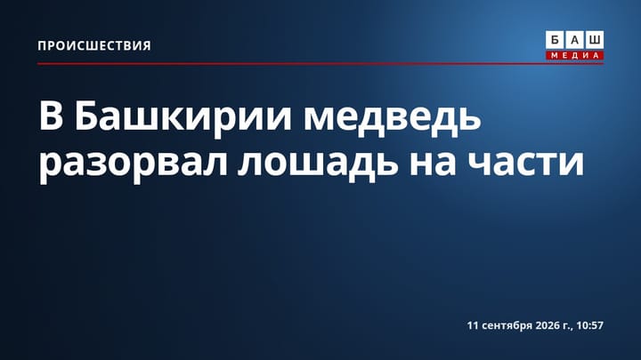 В Башкирии медведь разорвал лошадь на части
