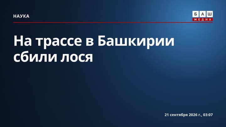 На трассе в Башкирии сбили лося